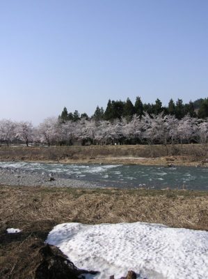水無川では桜が満開で手前にはまだ雪が残っています - OLYMPUS CAMEDIA C-750 Ultra Zoom