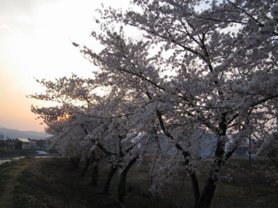 夕方の散歩コース・・・水無川の土手の桜を見ながら - Canon IXY DIGITAL L