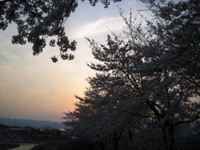 夕方の散歩コース・・・水無川の土手の桜を見ながら - Canon IXY DIGITAL L