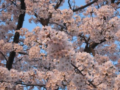 水無川の満開の桜 - Canon PowerShot A495
