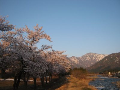 桜が満開の水無川の土手の向こうに駒ケ岳 - Canon PowerShot A495