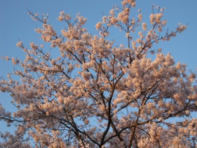 満開の水無川の土手の桜 - Canon PowerShot A495