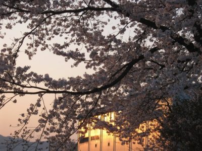 水無川の満開の桜・・・向こうの建物はベースボールマガジン社 - Canon PowerShot A495