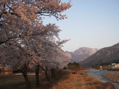 水無川の満開の桜の向こうに駒ケ岳 - Canon PowerShot A495