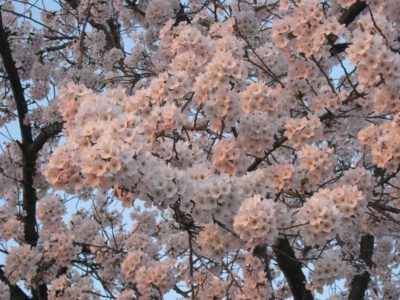 水無川の満開の桜 - Canon PowerShot A495