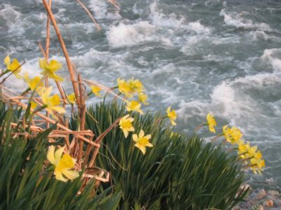 水無川の土手でスイセンが咲いていました - Canon PowerShot A495