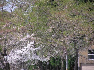 水無川の土手の桜～葉桜になりました - OLYMPUS CAMEDIA C-750 Ultra Zoom