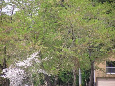 水無川の土手の桜～まだちょっと残っています - OLYMPUS CAMEDIA C-750 Ultra Zoom