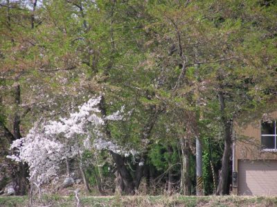 水無川の土手の桜～まだがんばって咲いている桜も・・・ - OLYMPUS CAMEDIA C-750 Ultra Zoom