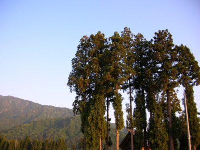 黒土新田の鎮守様の杉の木 - Nikon COOLPIX 4100