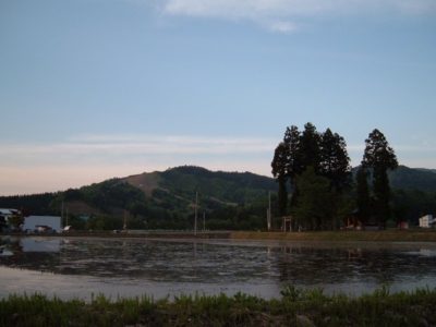 水が張られた田んぼ - 富士フィルム FinePix A330