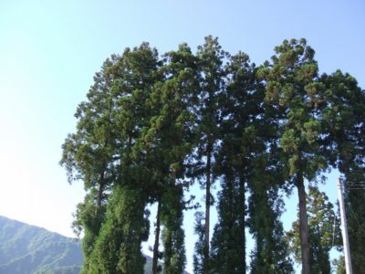 黒土新田の鎮守様の杉の木 - 富士フィルム FinePix A500