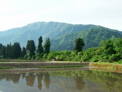 今朝の散歩コース・・・水が張られた田んぼの脇 - 富士フィルム FinePix F700