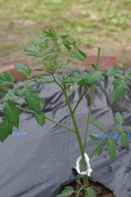 ミニトマトの苗を植えました - PENTAX K-x