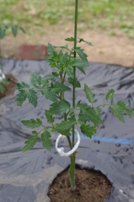接ぎ木の大玉トマトの苗を植えました - PENTAX K-x