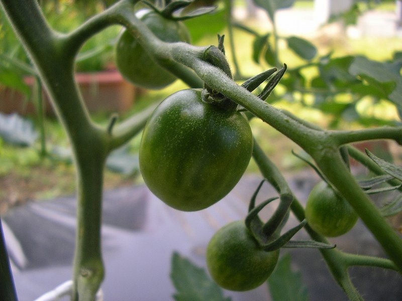 トマトは肥料過多のようです 写真日記