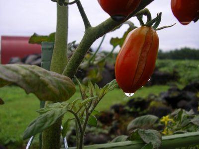 雨降り続きでトマトがどんどん割れています - PENTAX Optio 30