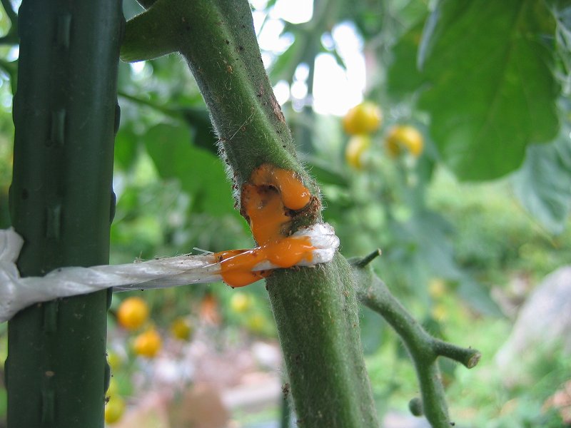 またミニトマトの茎を虫に食われました 写真日記