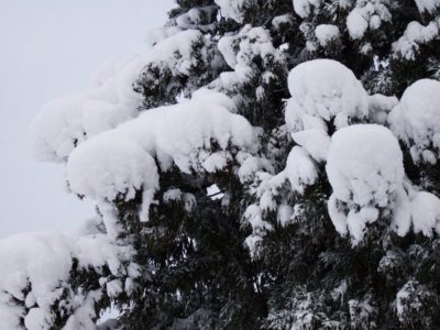 真っ白な冬景色になりました - 富士フィルム FinePix F10
