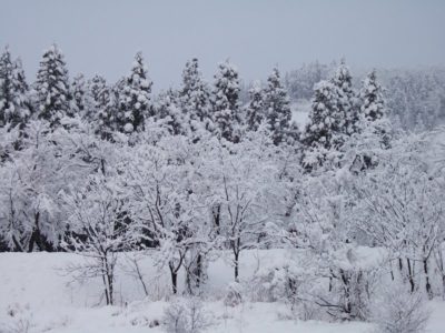 真っ白な冬景色になりました - 富士フィルム FinePix F10