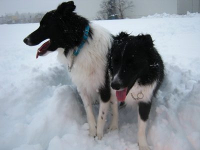 ジェムとメロの雪遊びの季節になりました - Canon PowerShot A495