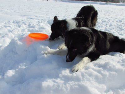 体が熱くなったジェムとメロは雪面に体をつけながら雪を食べていました - Canon PowerShot SX160 IS