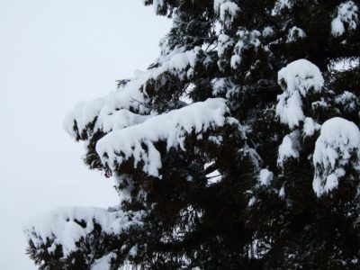 木に積もった雪は解けて落ちてきています - 富士フィルム FinePix F10