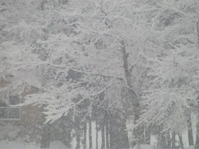 昨晩から10cmくらい雪が降りました - OLYMPUS CAMEDIA C-2100 Ultra Zoom