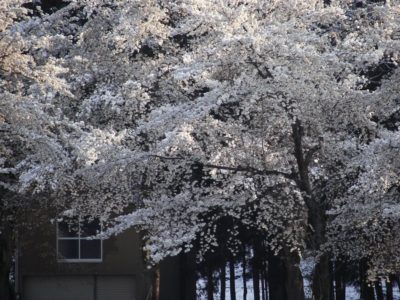 雪を被った水無川の土手の桜