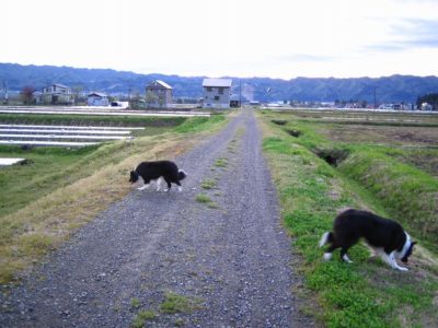 夕方の散歩コース・・・船ケ沢～穴地新田