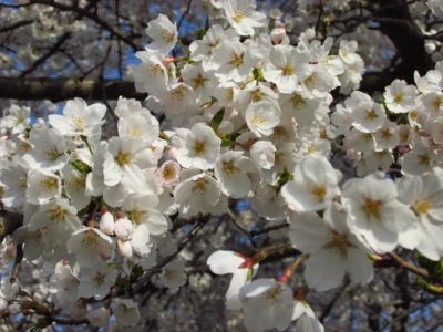 満開を迎えた水無川の土手の桜