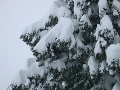 杉の木に積もった雪