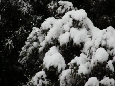 杉の木に積もった雪
