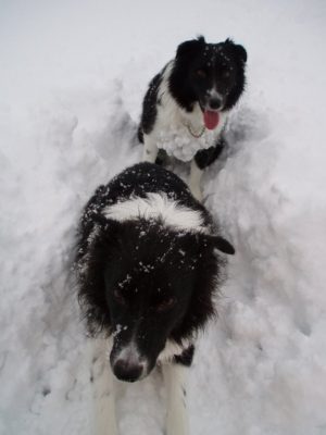 今日の ジェム ＆ メロ ～ やっと新雪の中で遊ぶことができました