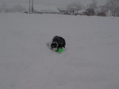 今日の ジェム ＆ メロ ～ やっと新雪の中で遊ぶことができました
