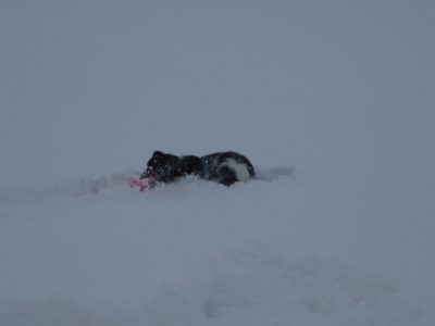 今日の ジェム ＆ メロ ～ 深い新雪の中で遊んできました