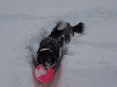 今日の ジェム ＆ メロ ～ 深い新雪の中で遊んできました