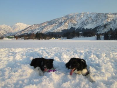 今日の ジェム ＆ メロ ～ 前の田んぼで雪遊び