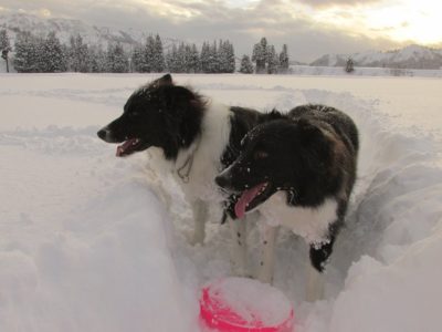 今日の ジェム ＆ メロ ～ 新雪の中で雪遊び