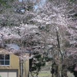 今朝の水無川の土手の桜
