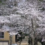 水無川の土手の桜が見頃になっています