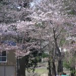 水無川の土手の桜はもうすぐ見頃を迎えます