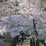 水無川の土手の桜が満開になりました