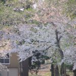 水無川の土手の桜が散り始めています