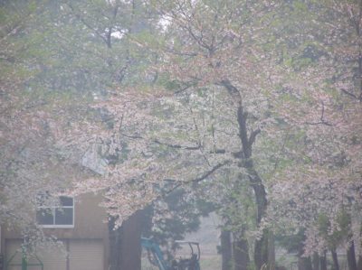 水無川の土手の桜が葉桜になってきました