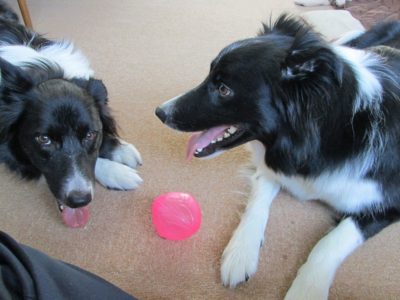 今日の ジェム ＆ メロ ～ 散歩の後、家に入ってボール遊び