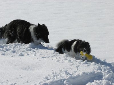 昼休みの ジェム ＆ メロ ～ 前の田んぼで雪遊び