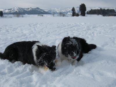 雪遊びをするジェムとメロ