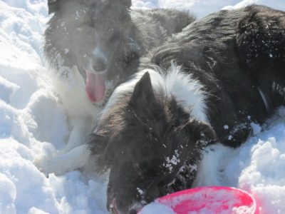 昼休みの ジェム ＆ メロ ～ 雪面がまぶしい田んぼで雪遊び