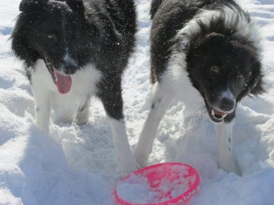 昼休みの ジェム ＆ メロ ～ 雪面がまぶしい田んぼで雪遊び